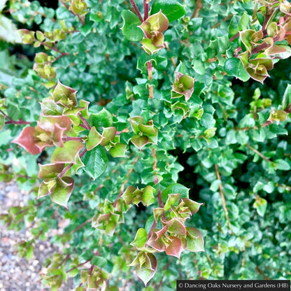 Shrubs ~ Luma apiculata, Chilean Myrtle ~ Dancing Oaks Nursery and Gardens ~ Retail Nursery ~ Mail Order Nursery