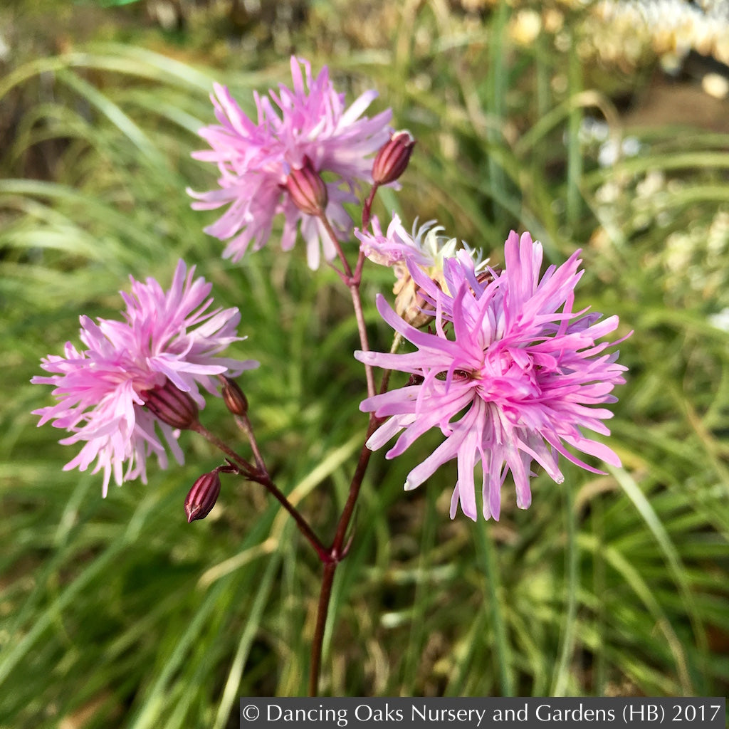 Perennials ~ Lychnis flos-cuculi 'Petite Jenny', Ragged Robin ~ Dancing Oaks Nursery and Gardens ~ Retail Nursery ~ Mail Order Nursery