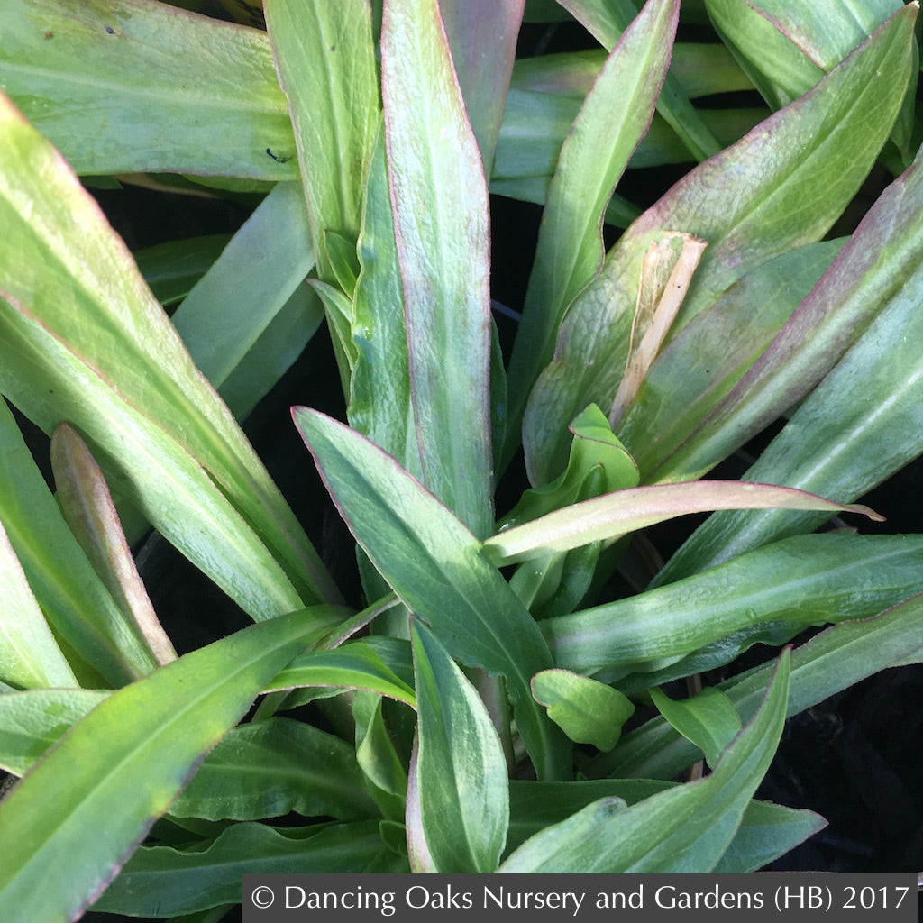 Perennials ~ Lychnis flos-cuculi 'Petite Jenny', Ragged Robin ~ Dancing Oaks Nursery and Gardens ~ Retail Nursery ~ Mail Order Nursery