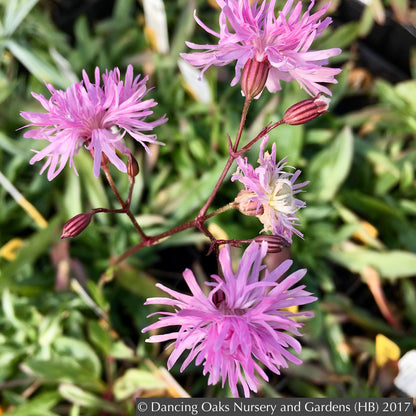 Perennials ~ Lychnis flos-cuculi 'Petite Jenny', Ragged Robin ~ Dancing Oaks Nursery and Gardens ~ Retail Nursery ~ Mail Order Nursery