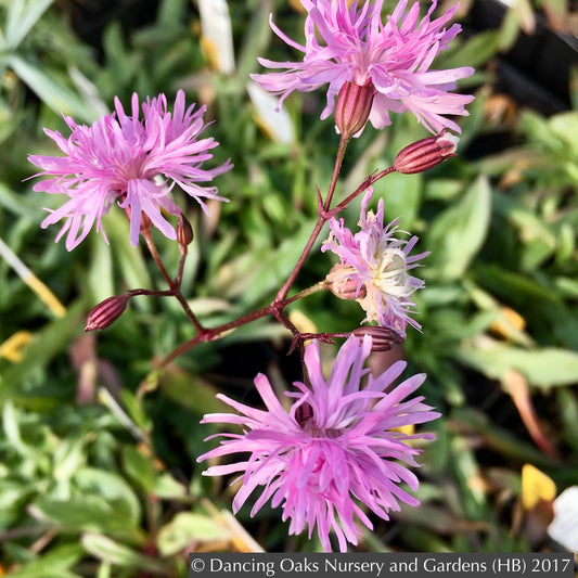 Perennials ~ Lychnis flos-cuculi 'Petite Jenny', Ragged Robin ~ Dancing Oaks Nursery and Gardens ~ Retail Nursery ~ Mail Order Nursery