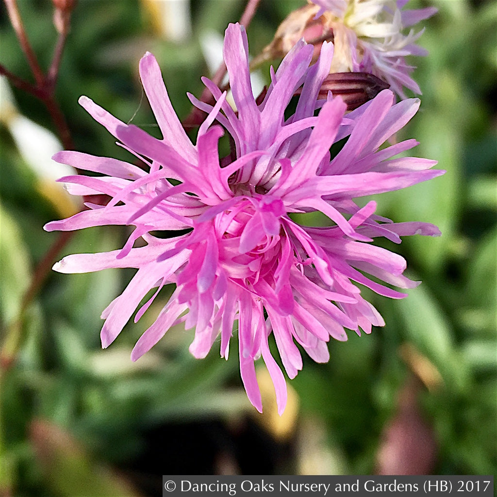 Perennials ~ Lychnis flos-cuculi 'Petite Jenny', Ragged Robin ~ Dancing Oaks Nursery and Gardens ~ Retail Nursery ~ Mail Order Nursery