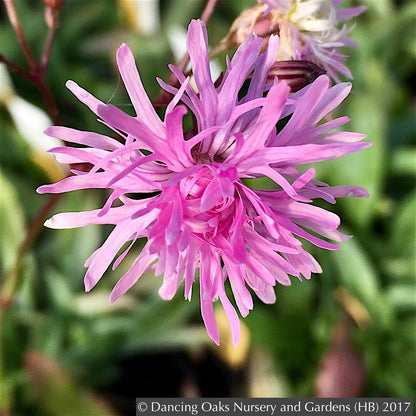 Perennials ~ Lychnis flos-cuculi 'Petite Jenny', Ragged Robin ~ Dancing Oaks Nursery and Gardens ~ Retail Nursery ~ Mail Order Nursery