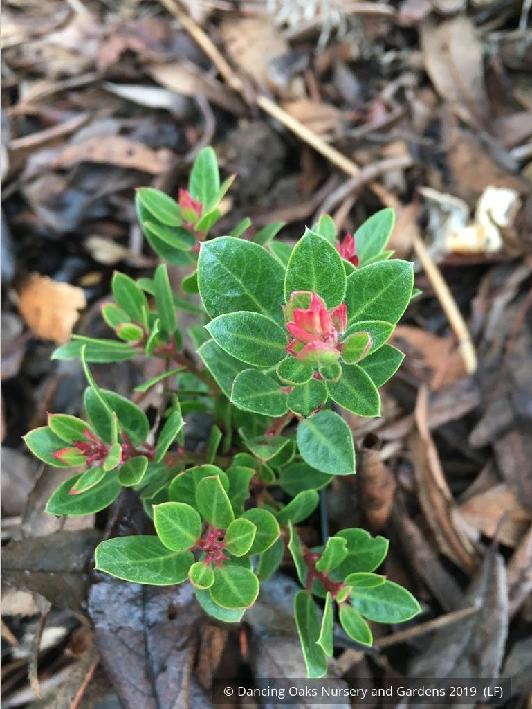 Shrubs ~ Arctostaphylos x 'Greensphere', Manzanita ~ Dancing Oaks Nursery and Gardens ~ Retail Nursery ~ Mail Order Nursery