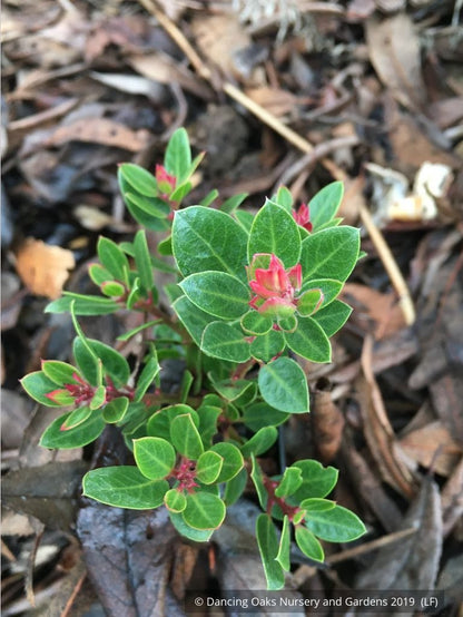 Shrubs ~ Arctostaphylos x 'Greensphere', Manzanita ~ Dancing Oaks Nursery and Gardens ~ Retail Nursery ~ Mail Order Nursery