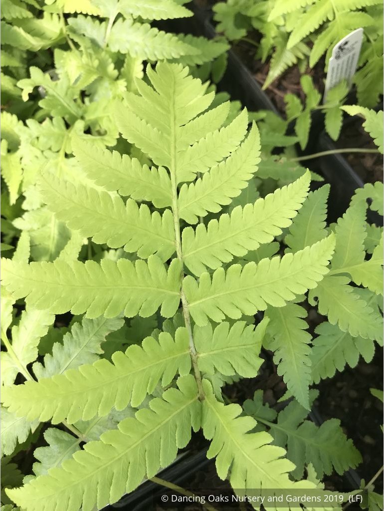 Ferns ~ Matteuccia orientalis, Oriental Ostrich Fern ~ Dancing Oaks Nursery and Gardens ~ Retail Nursery ~ Mail Order Nursery