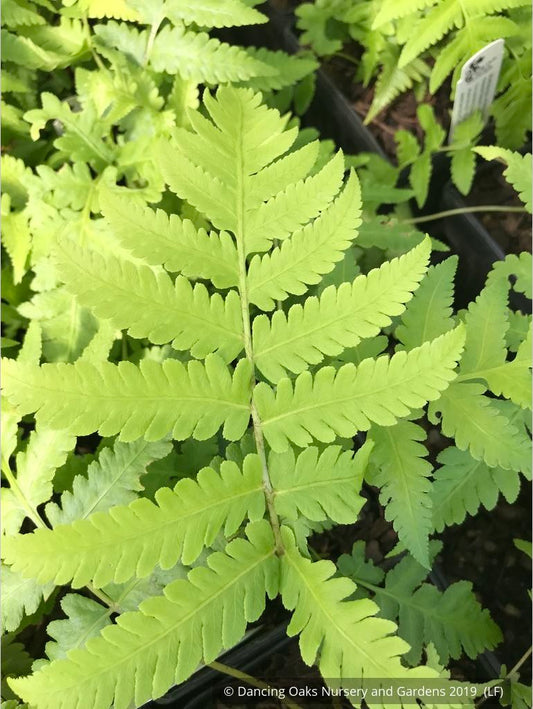 Ferns ~ Matteuccia orientalis, Oriental Ostrich Fern ~ Dancing Oaks Nursery and Gardens ~ Retail Nursery ~ Mail Order Nursery