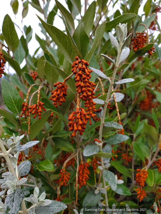 Shrubs ~ Grevillea victoriae 'Murray Valley Queen' , Royal Grevillea ~ Dancing Oaks Nursery and Gardens ~ Retail Nursery ~ Mail Order Nursery