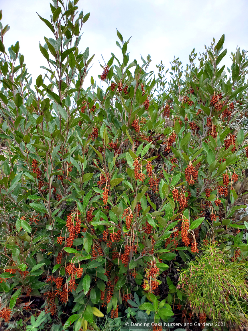 Shrubs ~ Grevillea victoriae 'Murray Valley Queen' , Royal Grevillea ~ Dancing Oaks Nursery and Gardens ~ Retail Nursery ~ Mail Order Nursery