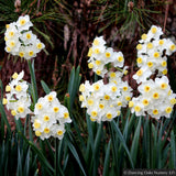 Bulbs & Tubers ~ Narcissus 'Avalanche' ~ Dancing Oaks Nursery and Gardens ~ Retail Nursery ~ Mail Order Nursery