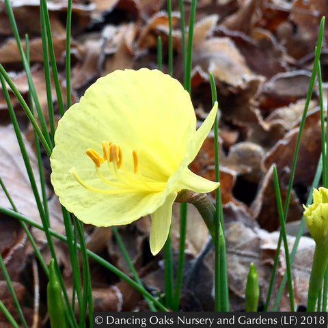 Bulbs & Tubers ~ Narcissus romieuxii 'Julia Jane', Miniature Daffodil ~ Dancing Oaks Nursery and Gardens ~ Retail Nursery ~ Mail Order Nursery