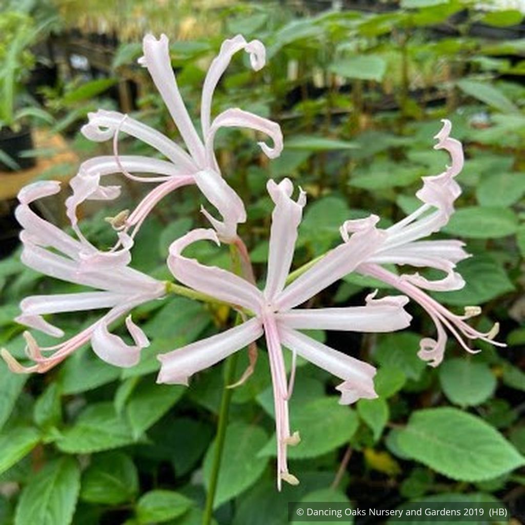 Bulbs & Tubers ~ Nerine bowdenii, Guernsey Lily ~ Dancing Oaks Nursery and Gardens ~ Retail Nursery ~ Mail Order Nursery
