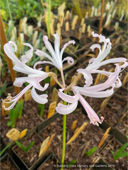 Bulbs & Tubers ~ Nerine hybrid, Geurnsey Lily ~ Dancing Oaks Nursery and Gardens ~ Retail Nursery ~ Mail Order Nursery