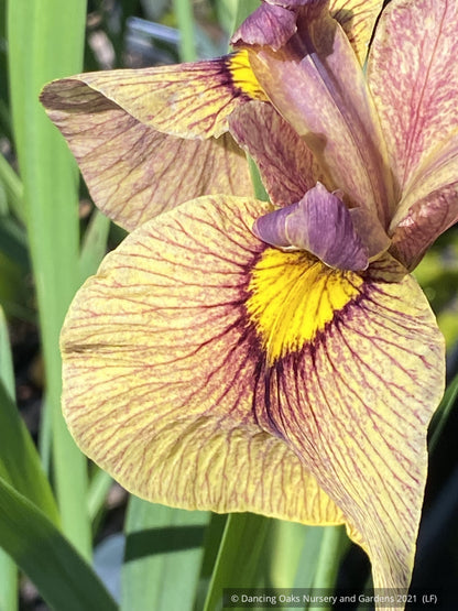 Perennials ~ Iris pseudata 'Yarai' ~ Dancing Oaks Nursery and Gardens ~ Retail Nursery ~ Mail Order Nursery