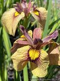 Perennials ~ Iris pseudata 'Yarai' ~ Dancing Oaks Nursery and Gardens ~ Retail Nursery ~ Mail Order Nursery
