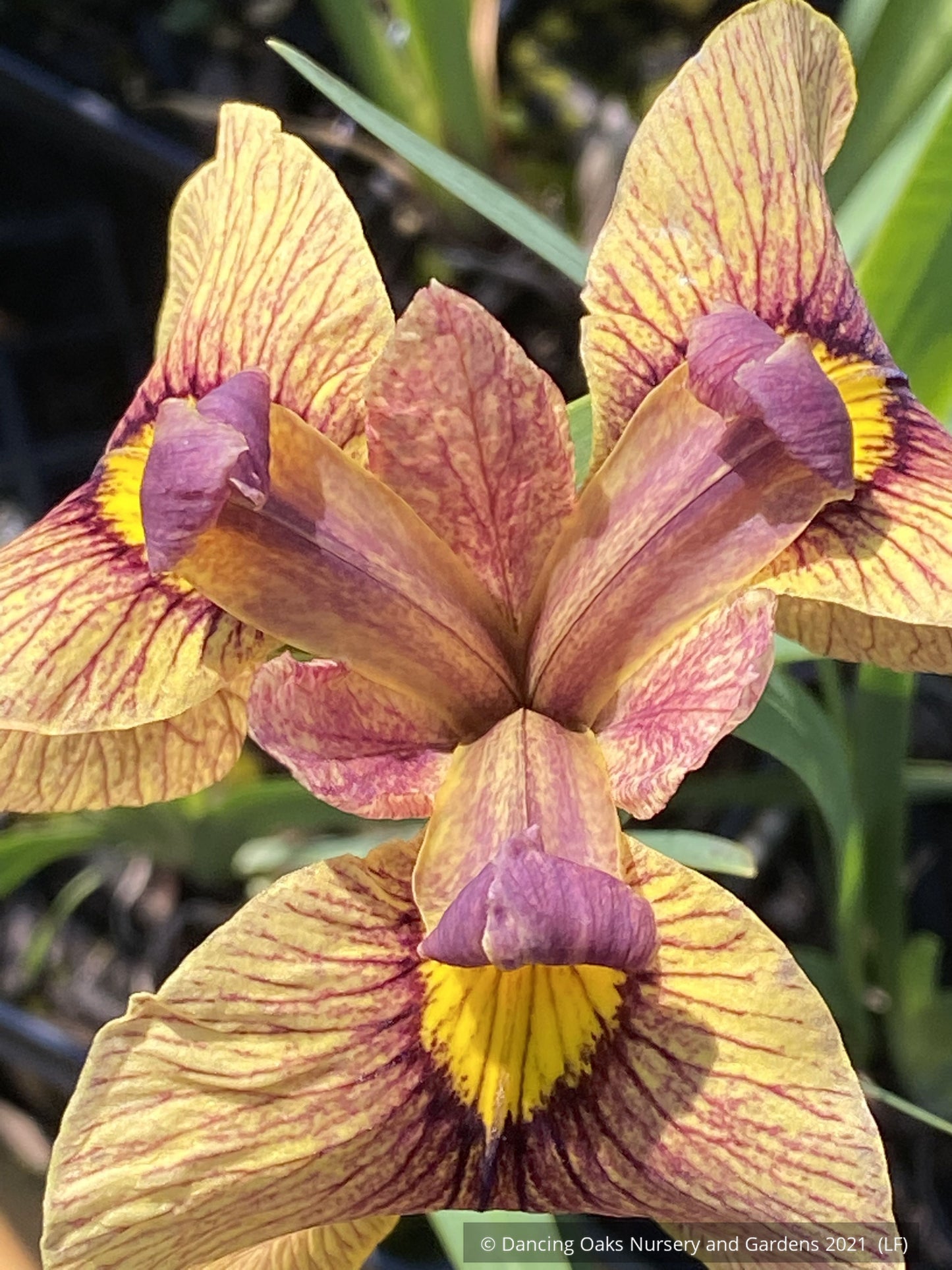 Perennials ~ Iris pseudata 'Yarai' ~ Dancing Oaks Nursery and Gardens ~ Retail Nursery ~ Mail Order Nursery