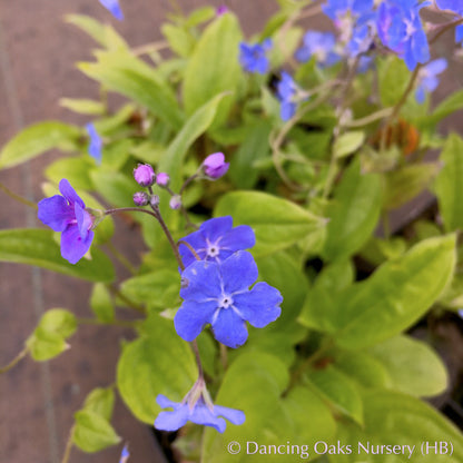 Perennials ~ Omphalodes cappadocica, Navelwort ~ Dancing Oaks Nursery and Gardens ~ Retail Nursery ~ Mail Order Nursery