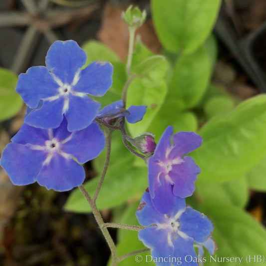 Perennials ~ Omphalodes cappadocica, Navelwort ~ Dancing Oaks Nursery and Gardens ~ Retail Nursery ~ Mail Order Nursery