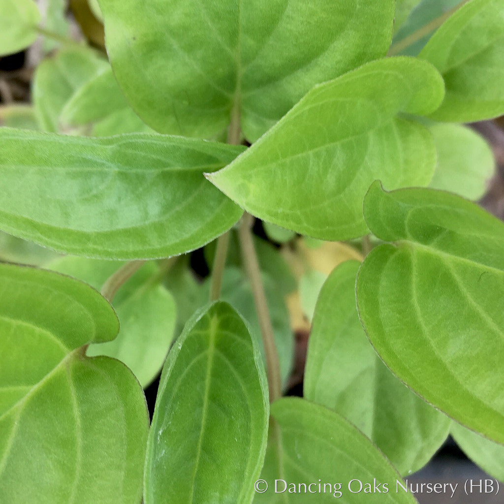 Perennials ~ Omphalodes cappadocica, Navelwort ~ Dancing Oaks Nursery and Gardens ~ Retail Nursery ~ Mail Order Nursery