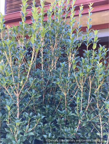 Shrubs ~ Osmanthus x fortunei 'San Jose', Tea Olive ~ Dancing Oaks Nursery and Gardens ~ Retail Nursery ~ Mail Order Nursery