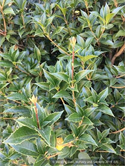 Shrubs ~ Osmanthus x fortunei 'San Jose', Tea Olive ~ Dancing Oaks Nursery and Gardens ~ Retail Nursery ~ Mail Order Nursery