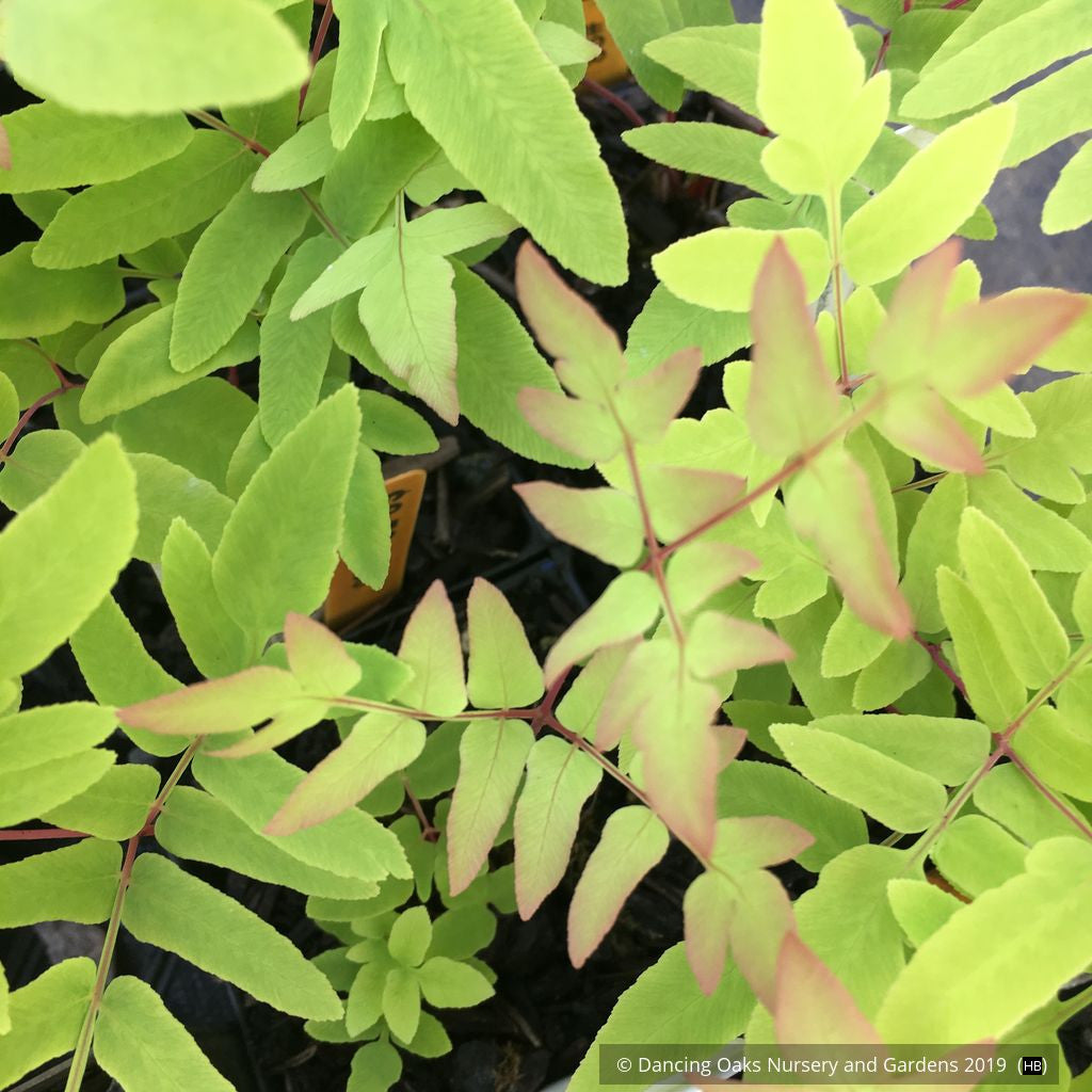 Ferns ~ Osmunda regalis 'Purpurascens', Royal Fern ~ Dancing Oaks Nursery and Gardens ~ Retail Nursery ~ Mail Order Nursery