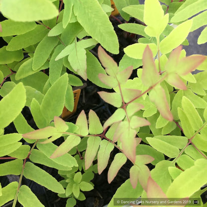 Ferns ~ Osmunda regalis 'Purpurascens', Royal Fern ~ Dancing Oaks Nursery and Gardens ~ Retail Nursery ~ Mail Order Nursery