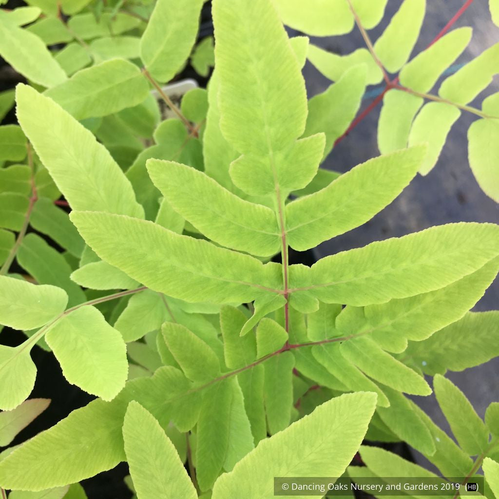 Ferns ~ Osmunda regalis 'Purpurascens', Royal Fern ~ Dancing Oaks Nursery and Gardens ~ Retail Nursery ~ Mail Order Nursery
