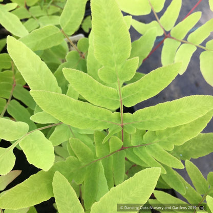 Ferns ~ Osmunda regalis 'Purpurascens', Royal Fern ~ Dancing Oaks Nursery and Gardens ~ Retail Nursery ~ Mail Order Nursery
