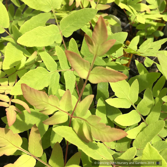 Ferns ~ Osmunda regalis 'Purpurascens', Royal Fern ~ Dancing Oaks Nursery and Gardens ~ Retail Nursery ~ Mail Order Nursery