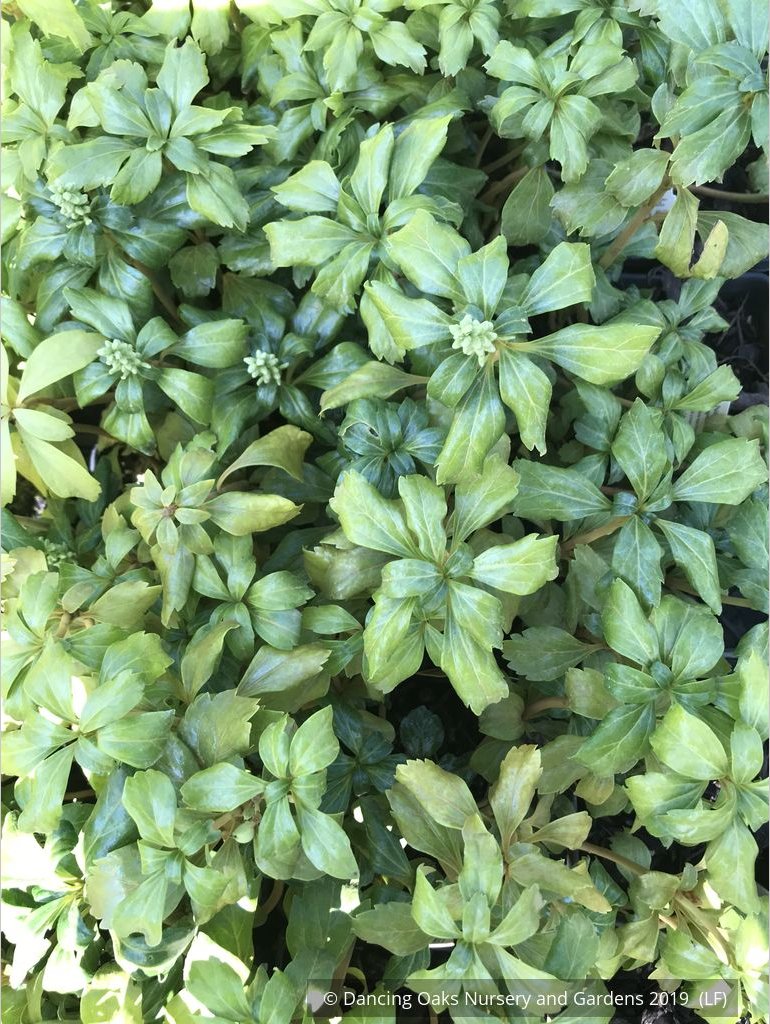 Ground Covers ~ Pachysandra terminalis 'Green Sheen', Japanese Pachysandra ~ Dancing Oaks Nursery and Gardens ~ Retail Nursery ~ Mail Order Nursery