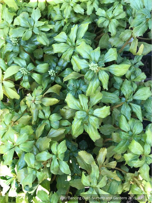 Ground Covers ~ Pachysandra terminalis 'Green Sheen', Japanese Pachysandra ~ Dancing Oaks Nursery and Gardens ~ Retail Nursery ~ Mail Order Nursery