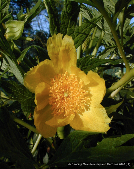 Shrubs ~ Paeonia ludlowii (syn. Paeonia lutea var. ludlowii), Tibetan Tree Peony ~ Dancing Oaks Nursery and Gardens ~ Retail Nursery ~ Mail Order Nursery