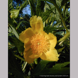 Shrubs ~ Paeonia ludlowii (syn. Paeonia lutea var. ludlowii), Tibetan Tree Peony ~ Dancing Oaks Nursery and Gardens ~ Retail Nursery ~ Mail Order Nursery