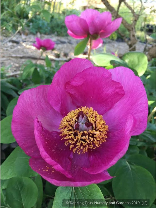 Perennials ~ Paeonia obovata, Obovate Peony ~ Dancing Oaks Nursery and Gardens ~ Retail Nursery ~ Mail Order Nursery