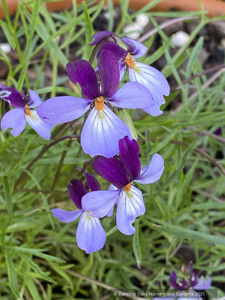 palleteviola2_600x600.png?v=