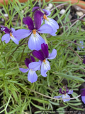 Perennials ~ Viola pedata 'Eco Artist Palette' Bird's Foot Violet ~ Dancing Oaks Nursery and Gardens ~ Retail Nursery ~ Mail Order Nursery