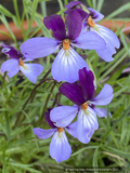 Perennials ~ Viola pedata 'Eco Artist Palette' Bird's Foot Violet ~ Dancing Oaks Nursery and Gardens ~ Retail Nursery ~ Mail Order Nursery