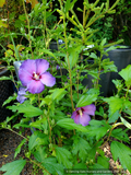 Shrubs ~ Hibiscus x Paraplu Violet®, Shrub Hibiscus, Rose of Sharon ~ Dancing Oaks Nursery and Gardens ~ Retail Nursery ~ Mail Order Nursery