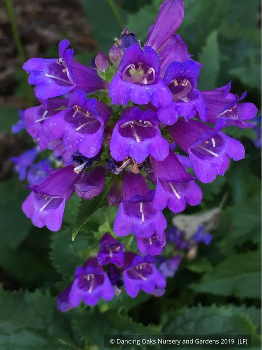 Perennials ~ Penstemon serrulatus, Cascade Penstemon, Coast Penstemon, Serrulate Penstemon ~ Dancing Oaks Nursery and Gardens ~ Retail Nursery ~ Mail Order Nursery