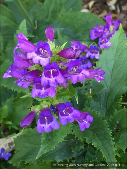 Perennials ~ Penstemon serrulatus, Cascade Penstemon, Coast Penstemon, Serrulate Penstemon ~ Dancing Oaks Nursery and Gardens ~ Retail Nursery ~ Mail Order Nursery