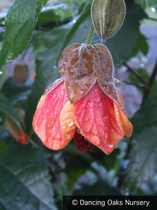 Shrubs ~ Abutilon 'Dennis', Flowering Maple ~ Dancing Oaks Nursery and Gardens ~ Retail Nursery ~ Mail Order Nursery