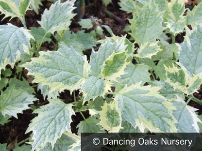 Perennials ~ Ajuga incisa 'Bikun' syn 'Frosted Jade', Frosted Jade Ajuga ~ Dancing Oaks Nursery and Gardens ~ Retail Nursery ~ Mail Order Nursery