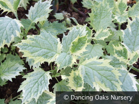 Perennials ~ Ajuga incisa 'Bikun' syn 'Frosted Jade', Frosted Jade Ajuga ~ Dancing Oaks Nursery and Gardens ~ Retail Nursery ~ Mail Order Nursery