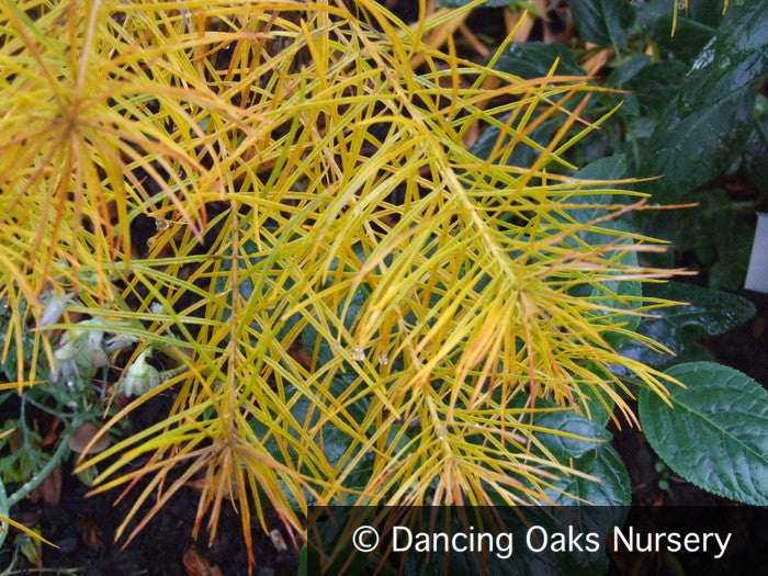 Perennials ~ Amsonia hubrichtii, Blue Star ~ Dancing Oaks Nursery and Gardens ~ Retail Nursery ~ Mail Order Nursery