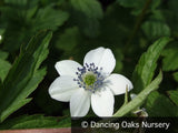 Perennials ~ Anemone rivularis, Himalayan Windflower ~ Dancing Oaks Nursery and Gardens ~ Retail Nursery ~ Mail Order Nursery