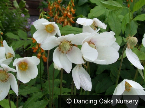 Perennials ~ Anemone sylvestris, Snowdrop Anemone ~ Dancing Oaks Nursery and Gardens ~ Retail Nursery ~ Mail Order Nursery