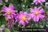 Perennials ~ Anemone x hybrida, Fall Anemone ~ Dancing Oaks Nursery and Gardens ~ Retail Nursery ~ Mail Order Nursery