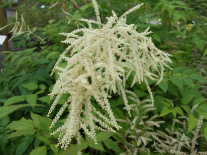 Perennials ~ Aruncus dioicus, Goatsbeard or Bride's Feathers ~ Dancing Oaks Nursery and Gardens ~ Retail Nursery ~ Mail Order Nursery