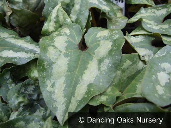 Perennials ~ Asarum splendens, Chinese Ginger ~ Dancing Oaks Nursery and Gardens ~ Retail Nursery ~ Mail Order Nursery
